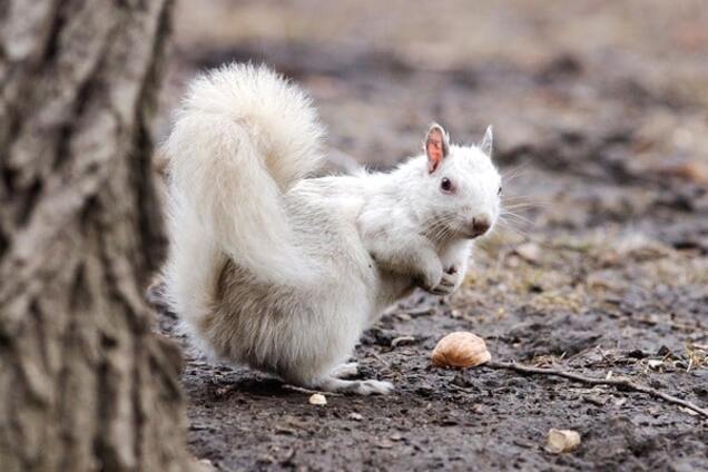 Природный фотошоп: опубликованы редкие снимки животных-альбиносов