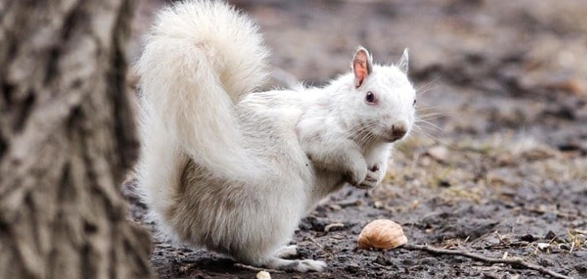 Природный фотошоп: опубликованы редкие снимки животных-альбиносов