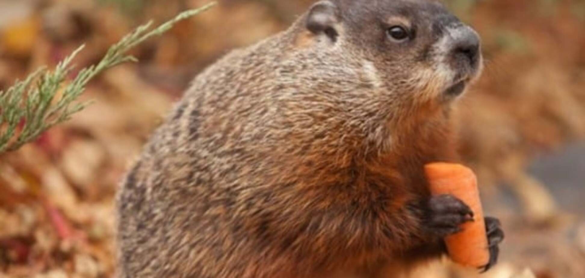 'Кіна не буде': у Канаді напередодні Дня бабака раптово помер провісник погоди