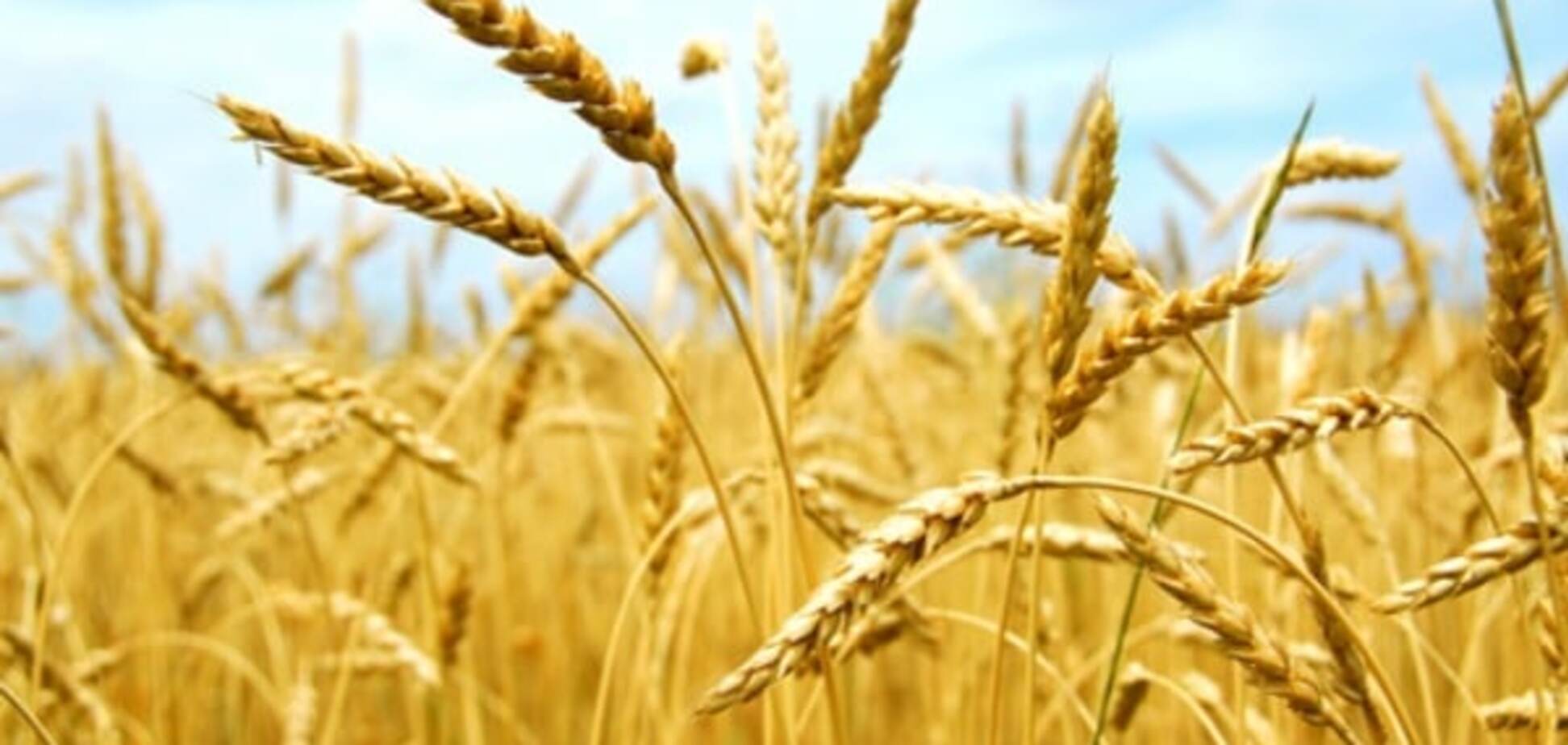 В Аграрном фонде рассказали, сколько зерновых закупили осенью