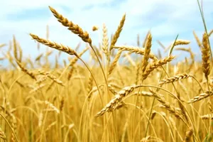 В Аграрному фонді розповіли, скільки зернових закупили восени