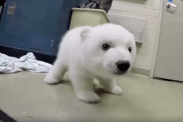 Видео с живущим в квартире белым медвежонком растрогало сеть