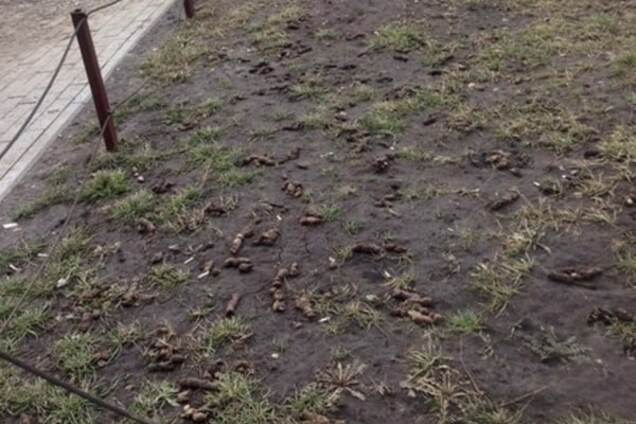 У Києві запропонували штрафувати собачників-бруднуль