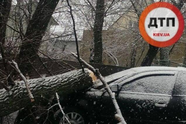 ДТП в Киеве: после удара на автомобиль упало дерево