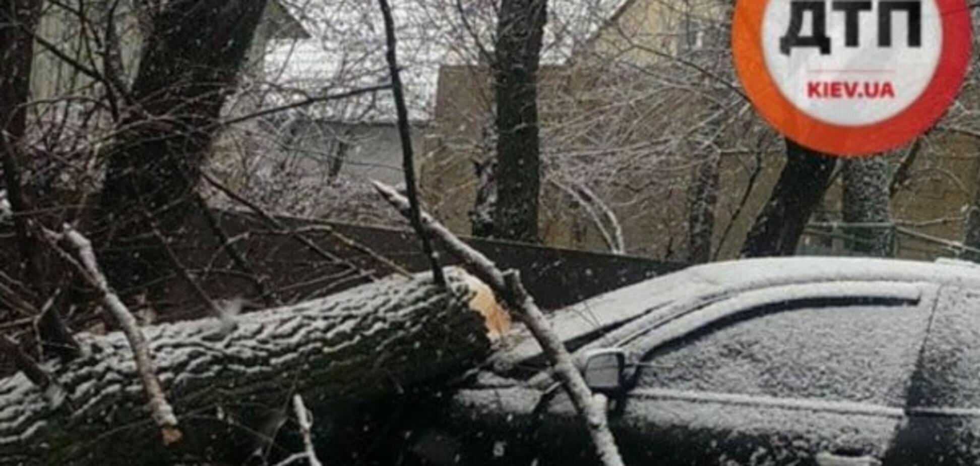 ДТП в Киеве: после удара на автомобиль упало дерево
