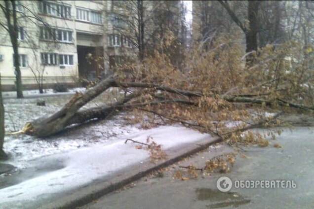 Непогода в Киеве: возле жилого дома рухнуло дерево 