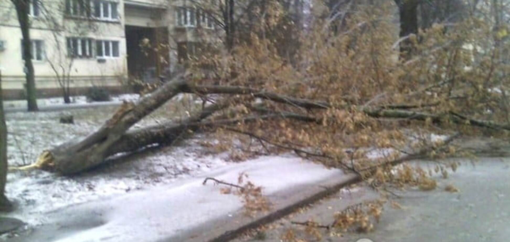 Непогода в Киеве: возле жилого дома рухнуло дерево