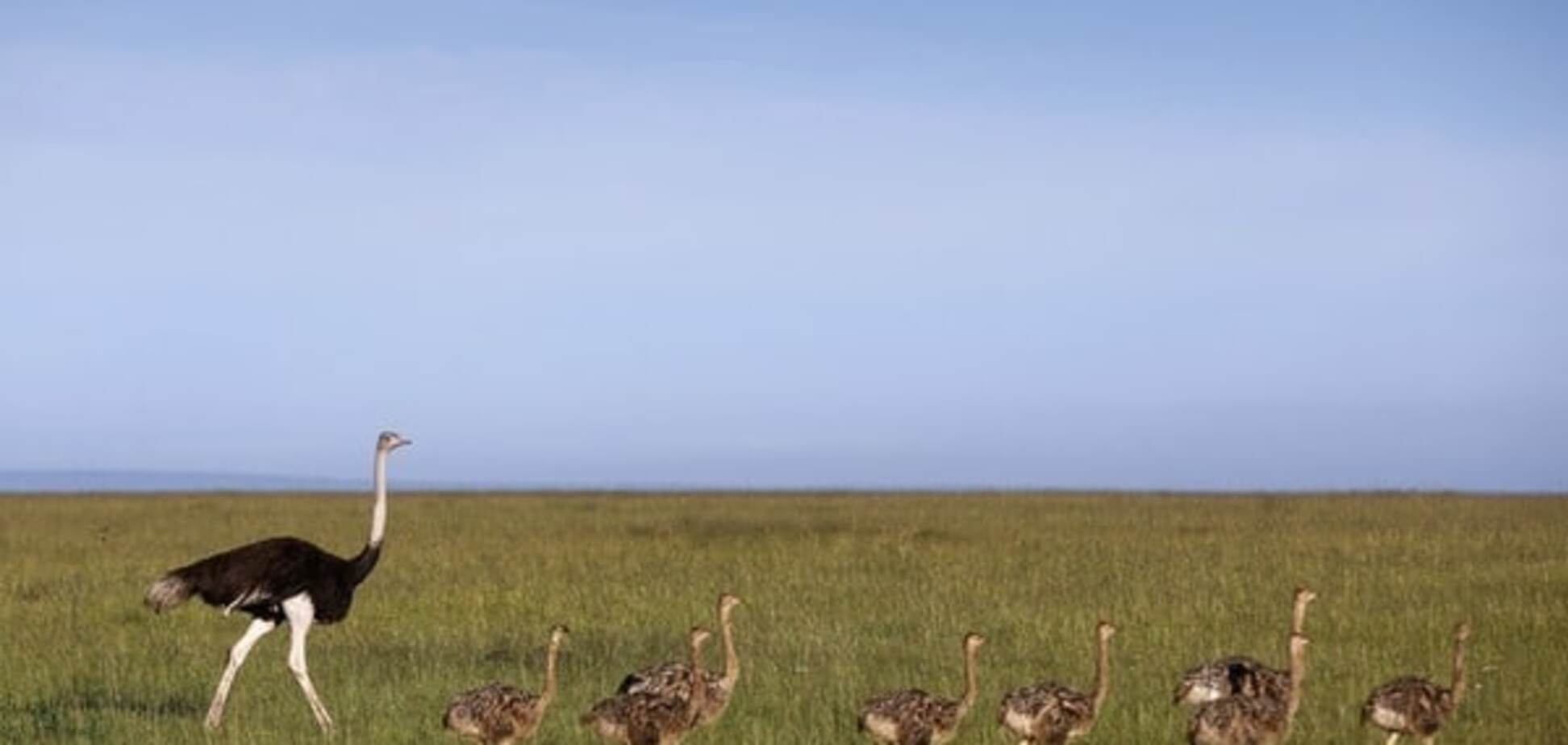 Премия 'Страуса': халявщик Арсений, воздушная пластика Герман и Декамерон 'ДНР'