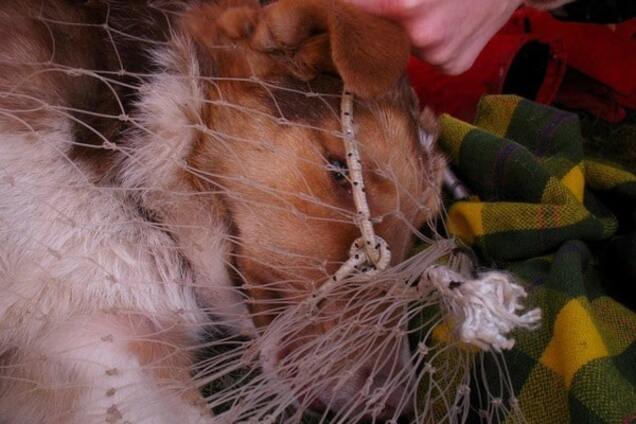 На Київщині собаки постраждали від дивних пасток: фотофакт