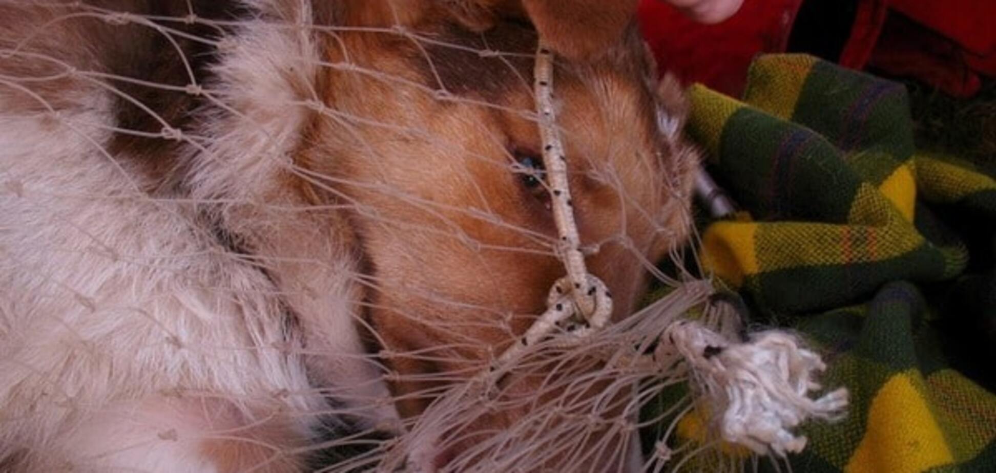 На Киевщине собаки пострадали от странных ловушек: фотофакт