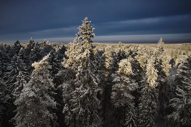 Зеленая красавица: найдена самая высокая сосна в мире. Опубликованы фото