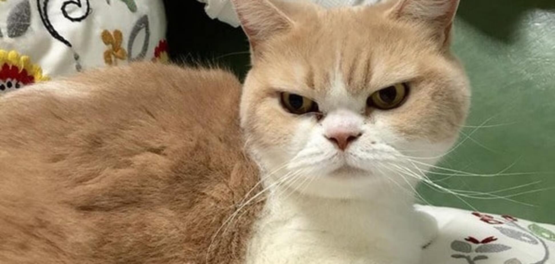 Кот с 'синдромом стервозного лица' стал новой звездой соцсетей