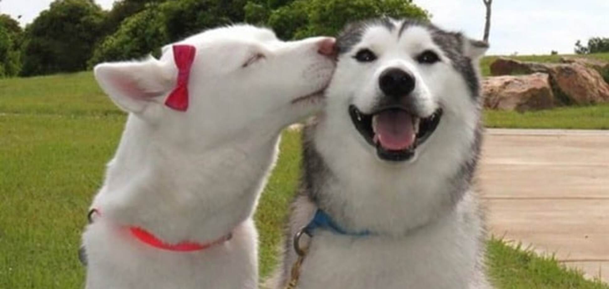 Они тоже умеют любить: трогательные фото целующихся животных