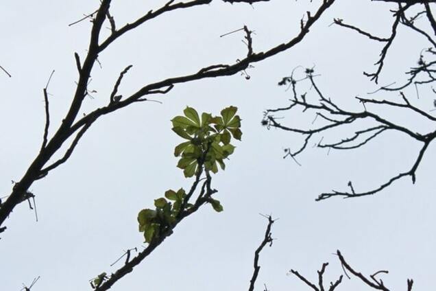 Март в середине февраля: погода в Киеве установила новый температурный рекорд
