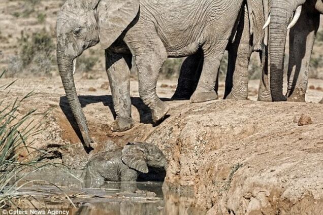 Слониха героически спасла свое дитя: трогательное видео