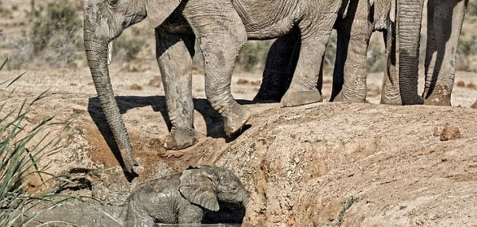 Слониха героически спасла свое дитя: трогательное видео