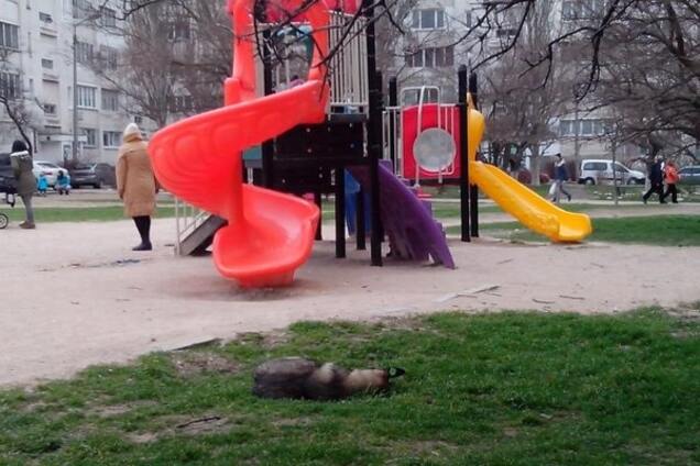 'Собачка спит': крымские оккупанты героически 'борются' с чумой