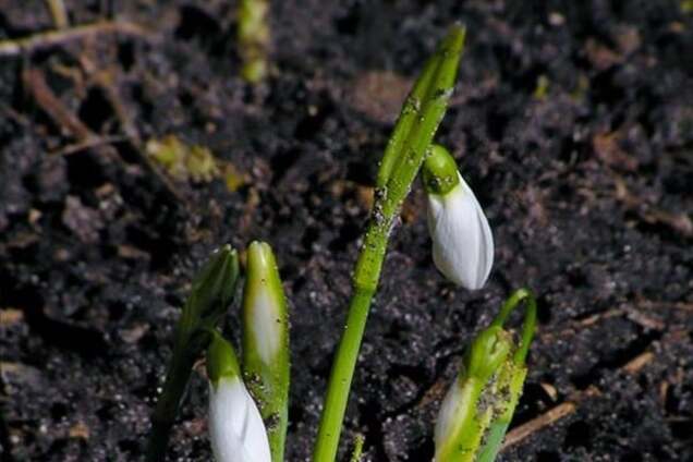В Киеве посреди февраля зацвели подснежники: фотофакт
