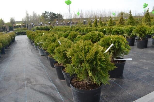 Greensad – официальный бренд в мире растений