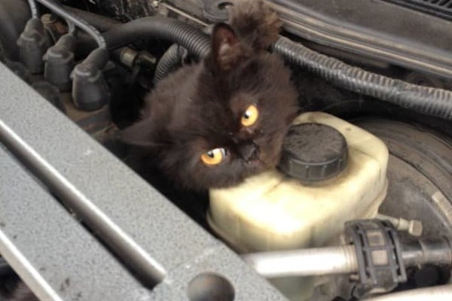 Кошка под капотом: в Киеве водитель неожиданно нашел себе друга