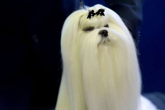 В США состоялась самая престижная выставка собак: фоторепортаж