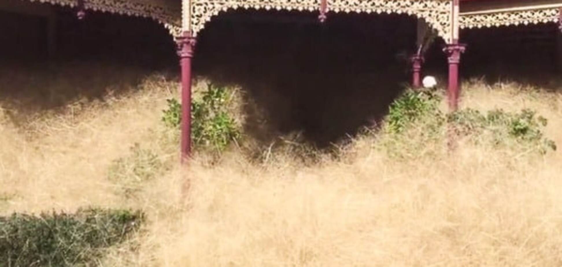 Город в Австралии накрыла огромная волосатая трава: видеофакт