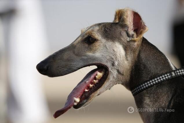 Який вигляд мали породи собак 100 років тому: опубліковано фото