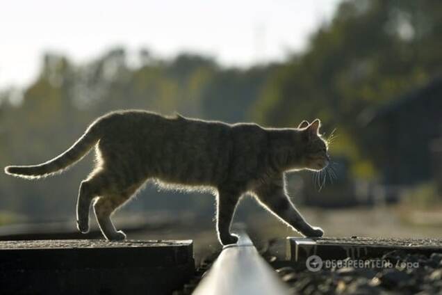 В Москве полиция ищет заминированного кота-'смертника'