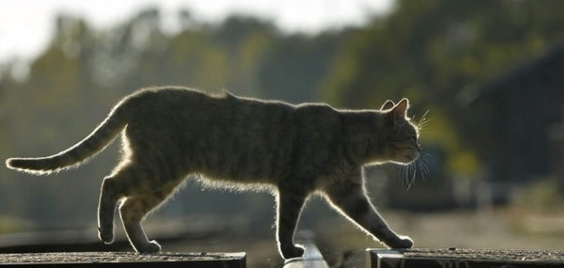 В Москве полиция ищет заминированного кота-'смертника'