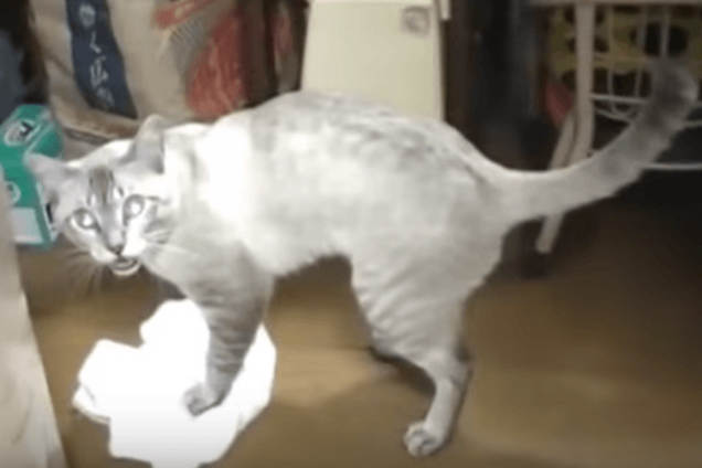 Настоящий помощник: кот-уборщик показал, как правильно мыть пол