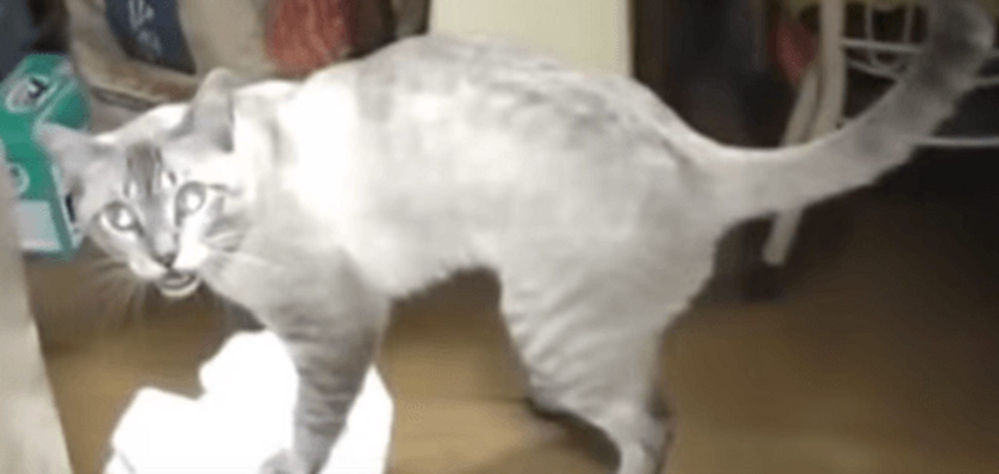 Справжній помічник: кіт-прибиральник показав, як правильно мити підлогу