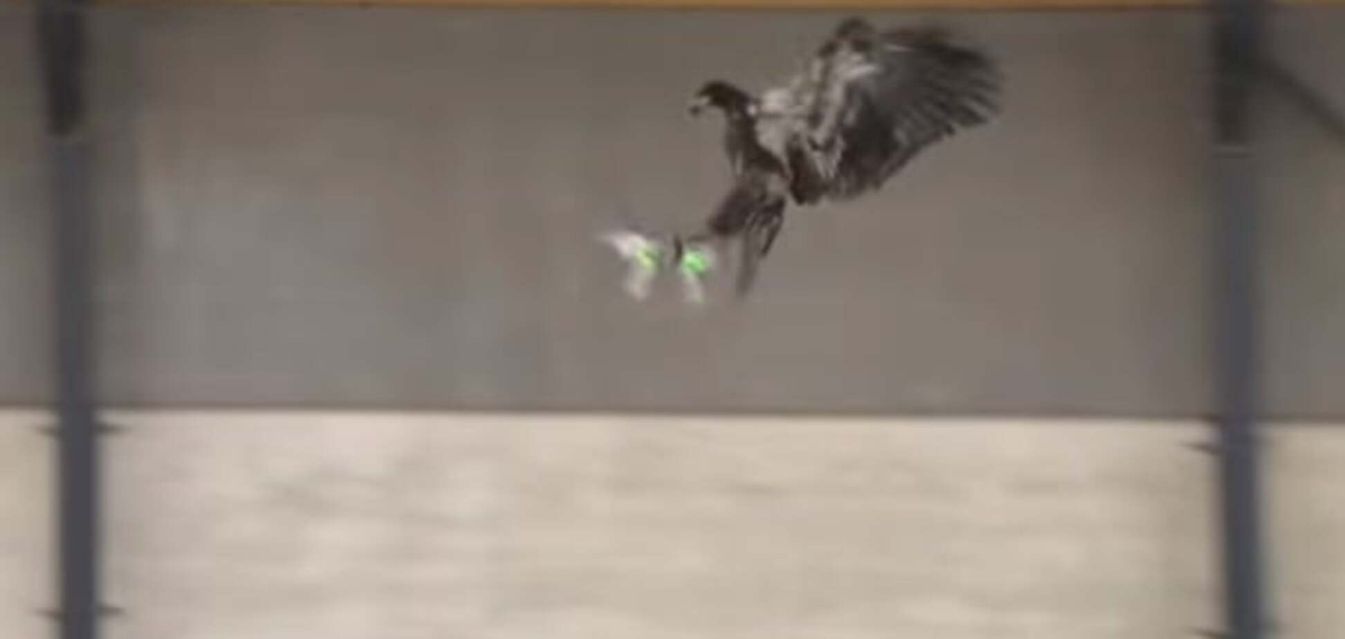 Дронолов: полиция приучила орла ловить дронов. Видеофакт