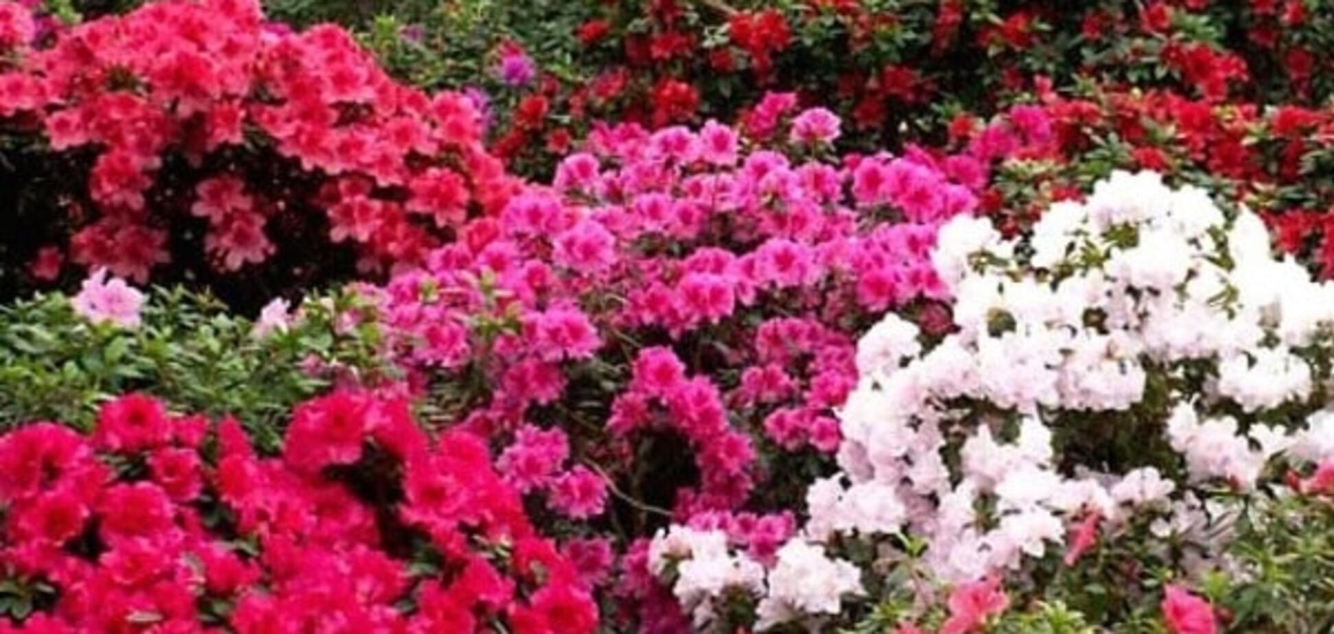 В киевском ботсаду массово зацвели азалии