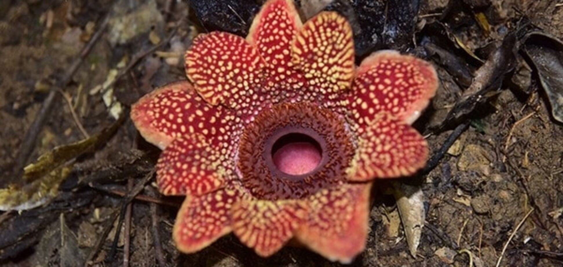 В Китае нашли уникальный цветок, словно из фильма 'Аватар': фотофакт