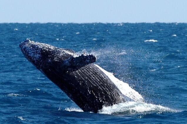 Кто живет 500 лет: названы самые старые животные в мире