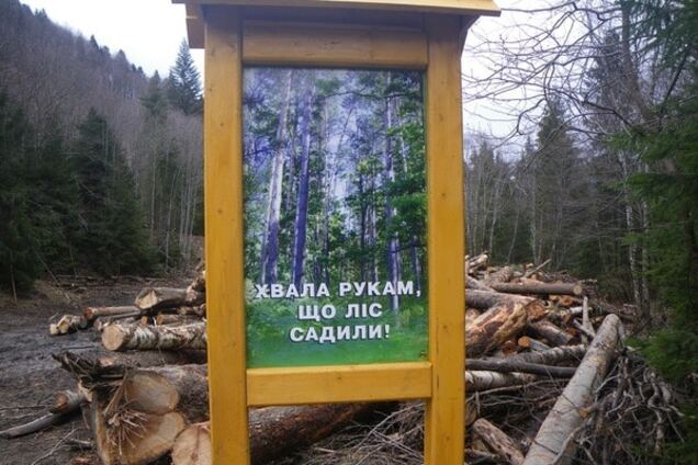 Карпаты облысели: в сети показали масштабы экологической катастрофы. Фоторепортаж