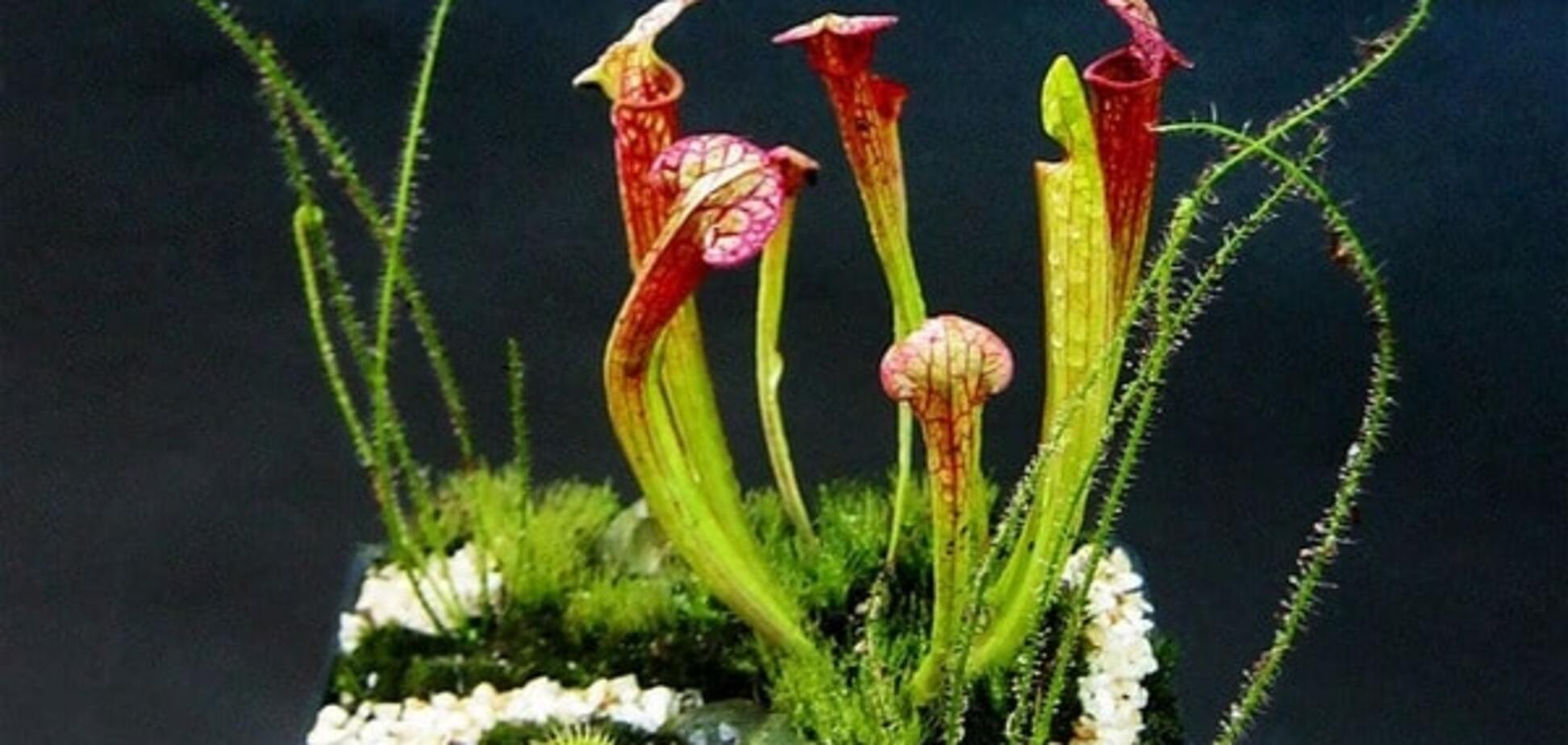 Живу, как в джунглях: одесситка собрала около 10 тысяч хищных растений