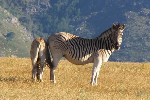В Африке 'воскресили' вымерших более 100 лет назад животных: фотофакт