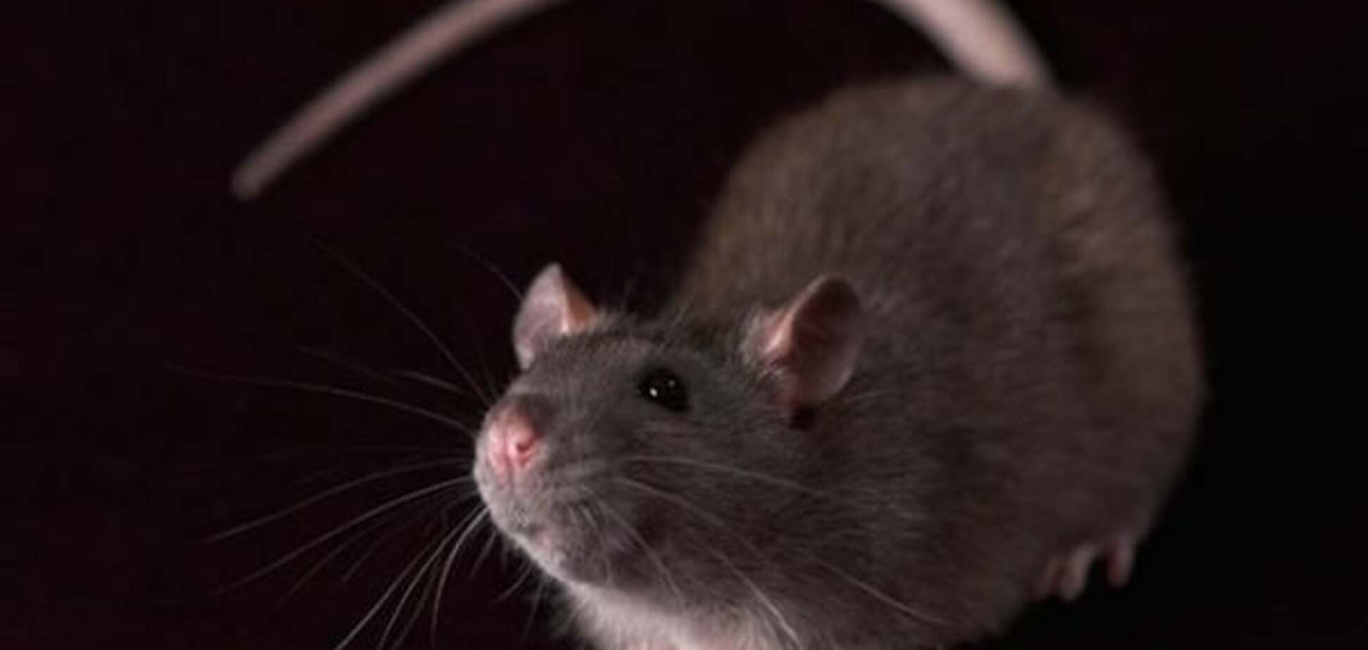 А говорили - нет мяса! В России нашли крысу в колбасе: фотофакт