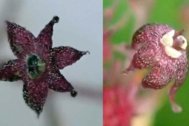 В Японії знайшли квітку, що росте під землею і живиться грибами