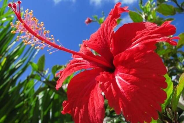 Топ-10 растений, которые приносят в дом любовь и счастье