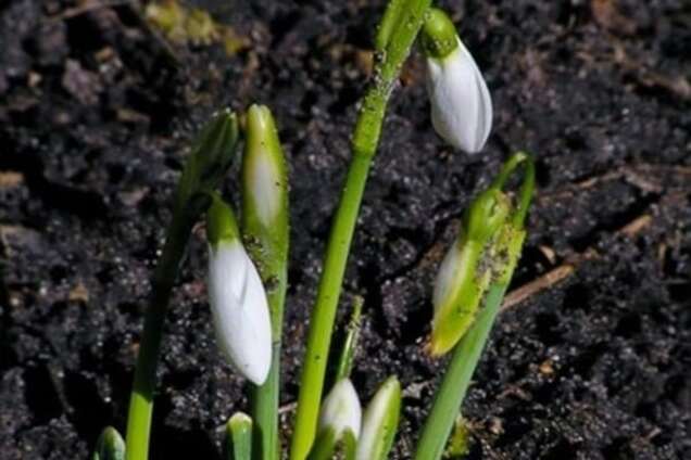 Погода, как в апреле: в Киеве зафиксировали температурный рекорд