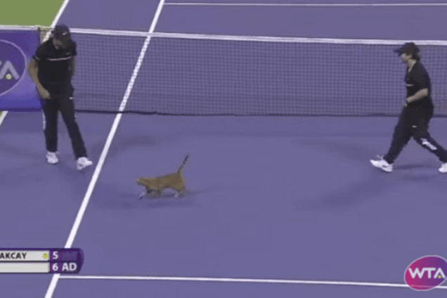 Смешная кошка вызвала фурор на теннисном турнире в Катаре: курьезное видео