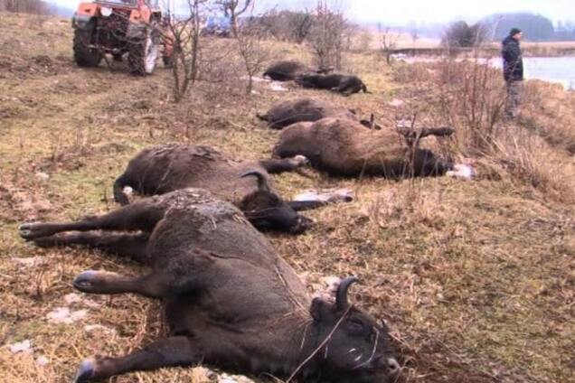 В Винницкой области расследуют убийство 17 зубров: браконьерам грозит тюрьма