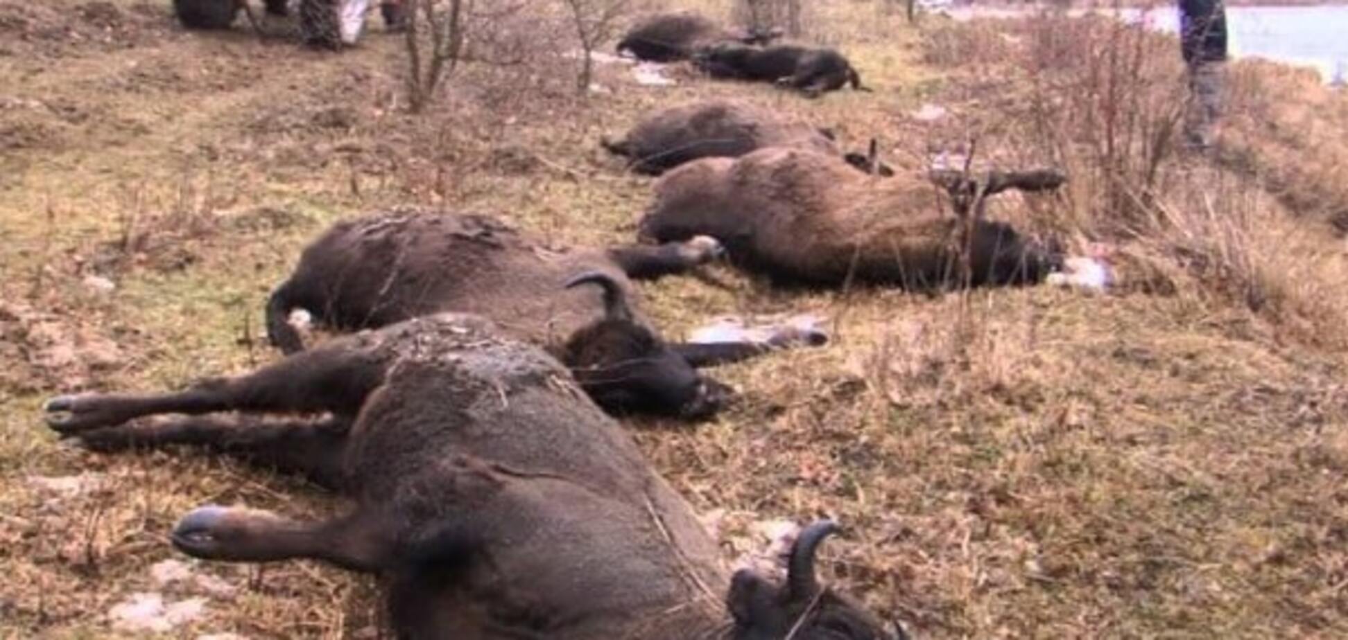 В Винницкой области расследуют убийство 17 зубров: браконьерам грозит тюрьма