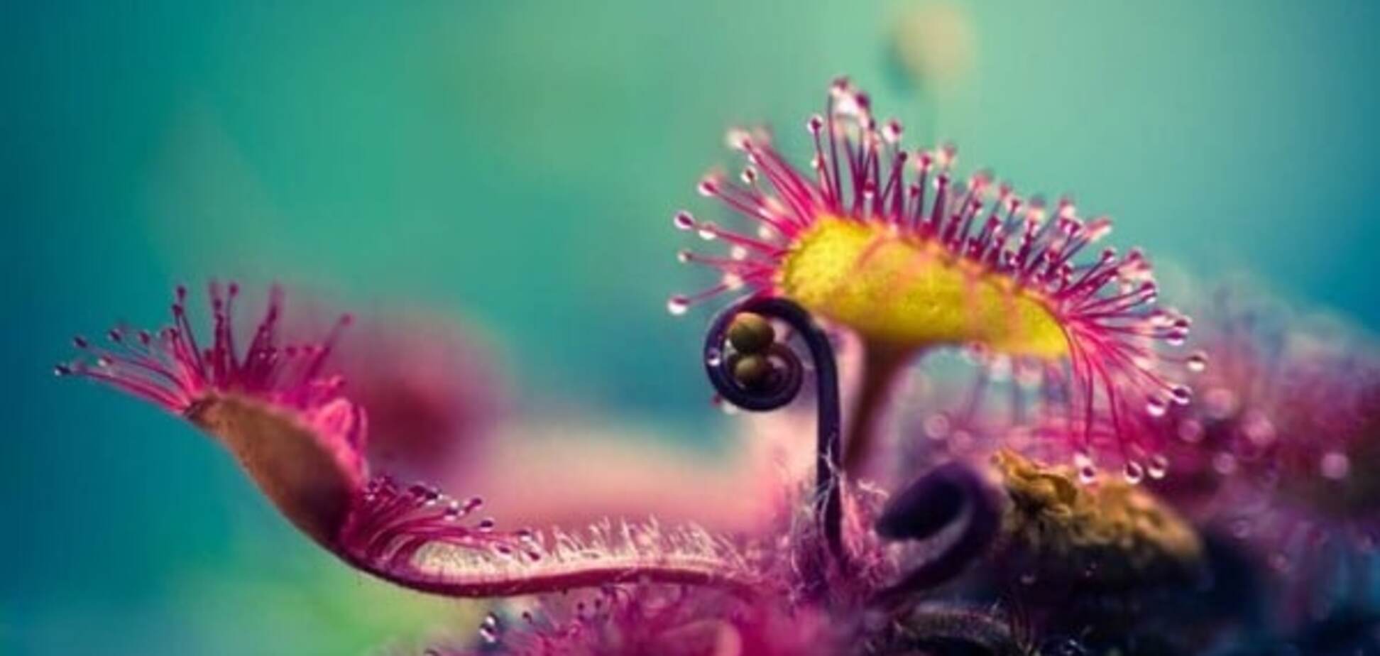 20 потрясающих макро-фотографий, показывающих красоту природы
