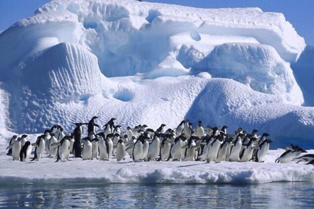 Глобальное потепление: в Антарктиде зафиксировали рекордную температуру