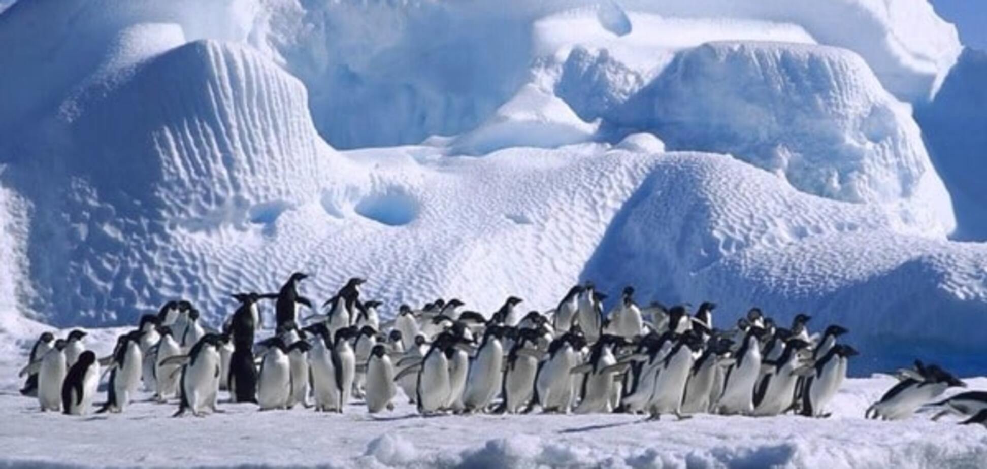 Глобальное потепление: в Антарктиде зафиксировали рекордную температуру