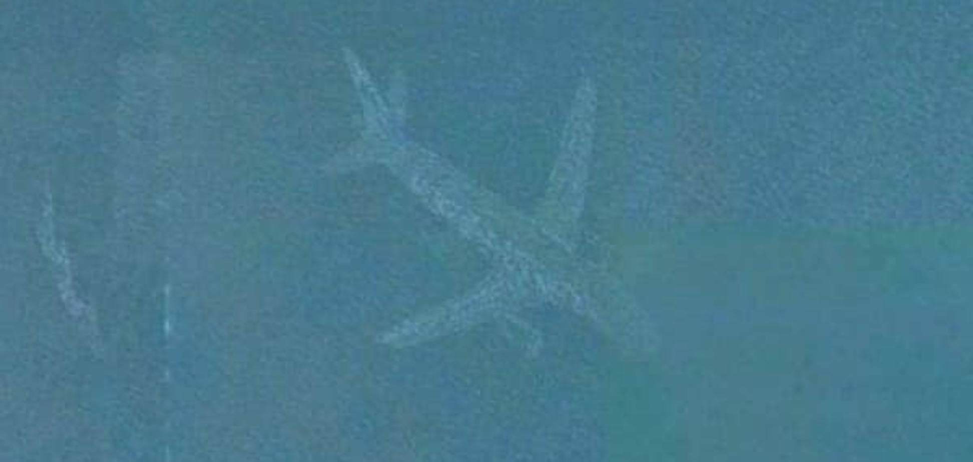 В Google розкрили таємницю літака-примари: опубліковано фото