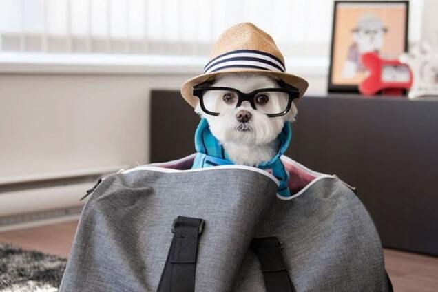 Собака-хипстер Тоби стала главной модницей в Instagram